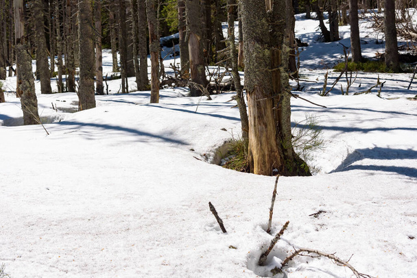 Paisaje natural de un bosque cubierto de nieve en la ladera de Babia Gora - Foto, imagen