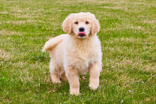 Goldendoodle à fourrure dorée avec la langue dans l'herbe - Photo, image