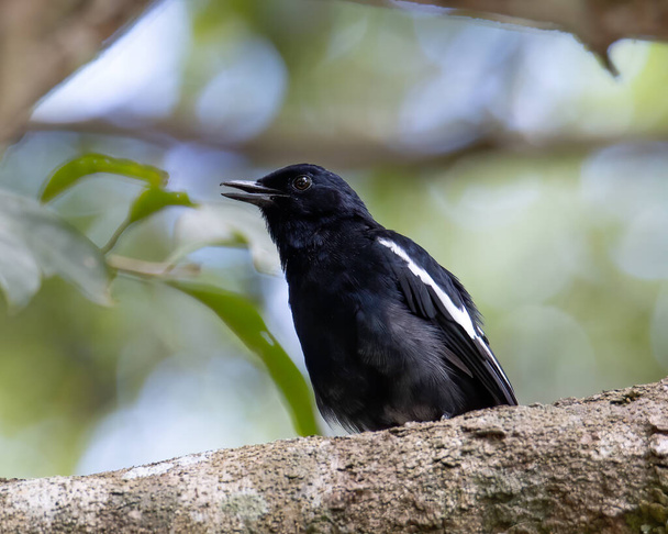 Natura fauna selvatica uccello di Orintal Magpie-robin - Foto, immagini