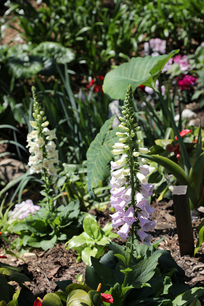 Beautiful tall foxglove flowers in garden setting in Queensland, Australia, surrounded by spring flowers - Photo, Image