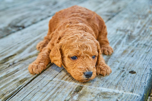 Dark brown goldendoodle resting and looking out on wood boards - Photo, Image