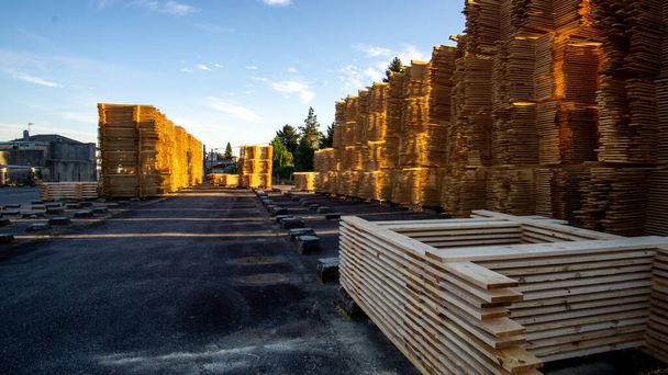 řezané borové dřevo umístěné na hromádkách pro slunce, aby vyschlo v rozloze s modrou oblohou - Fotografie, Obrázek