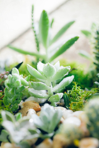 Close up of a glass florarium vase with succulent plants and small cactus ingeometric pot - Fotografie, Obrázek