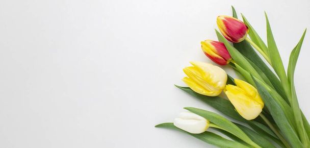 copy space tulips flowers. High quality beautiful photo concept - Photo, Image