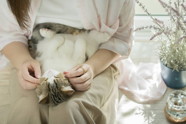 asian woman play with white brown tabby scottish straight cat in her living room - Photo, image