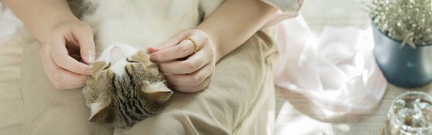 web banner asiático mujer jugar con blanco marrón tabby escocés recta gato en su sala de estar - Foto, Imagen