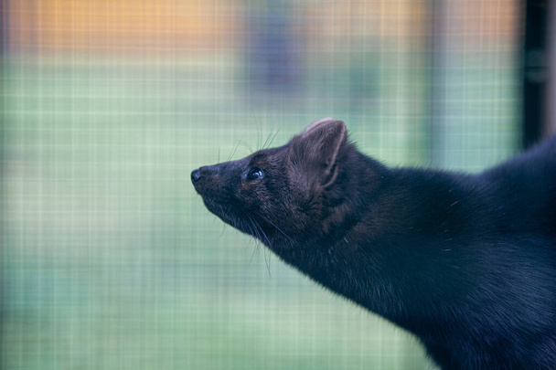 Kleines schwarzes Tier Europäischer Nerz in einem Käfig, hinter Gittern. Hochwertiges Foto - Foto, Bild