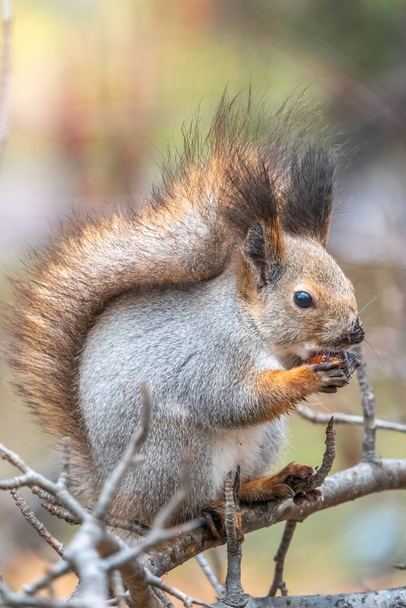 The squirrel sits on a branches in the winter or autumn. Eurasian red squirrel, Sciurus vulgaris - Foto, afbeelding