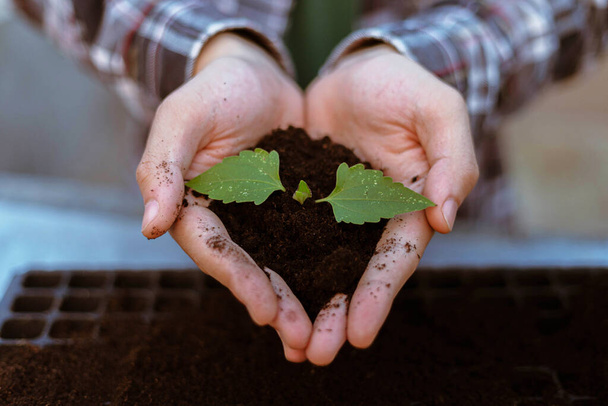 Concept de jardinage deux grandes mains tenant une plante vivante avec du sol noir devant une caméra. - Photo, image