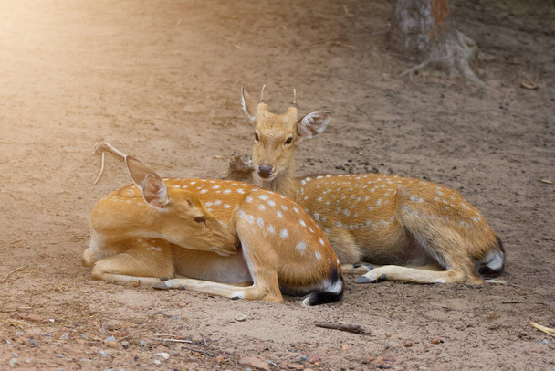 Jeune cerf Whitetail mâle et femelle assis ensemble dans le parc public - Photo, image