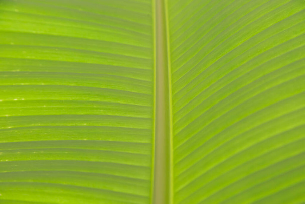Green banana leaf texture background - Foto, immagini