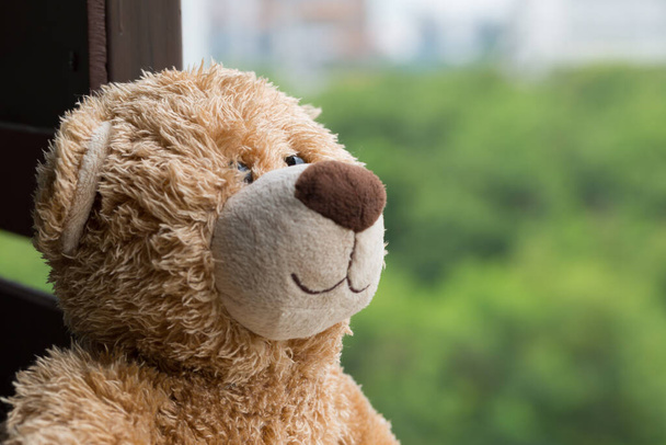 Lonely bear on the window with green bokeh background - Foto, Bild