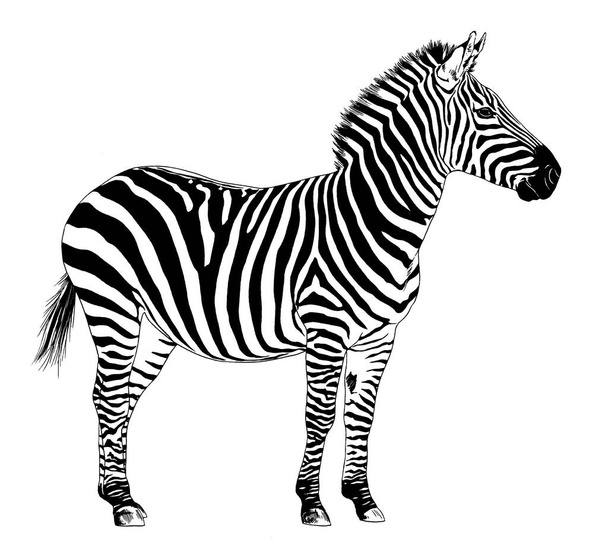 jumping striped African Zebra, hand-drawn in full- length - 写真・画像
