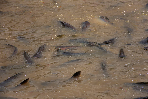 Iridescent shark and Catfish and freshwater fish eating food from thai people and foreign travelers travel visit and feeding fishes in chao phraya river in Pathum Thani of the central of Thailand - Photo, Image