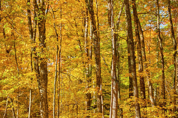 Gelber Wald mit grünen Fetzen und einem blassblauen Himmel, der durch die Landschaft stochert - Foto, Bild