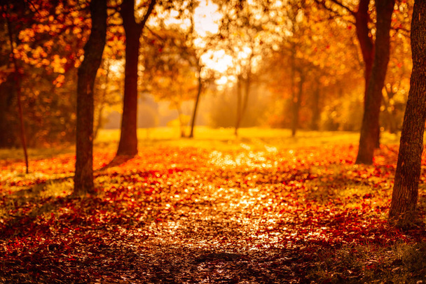 orange fall  leaves, autumn natural background in park with sun beams - Photo, Image