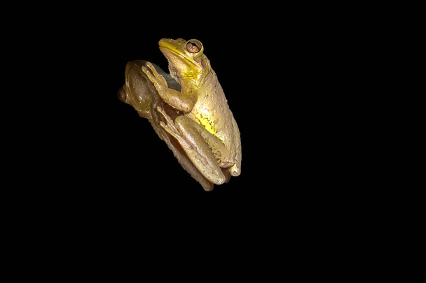 Osteopilus septentrionalis alias Grenouille cubaine - Photo, image