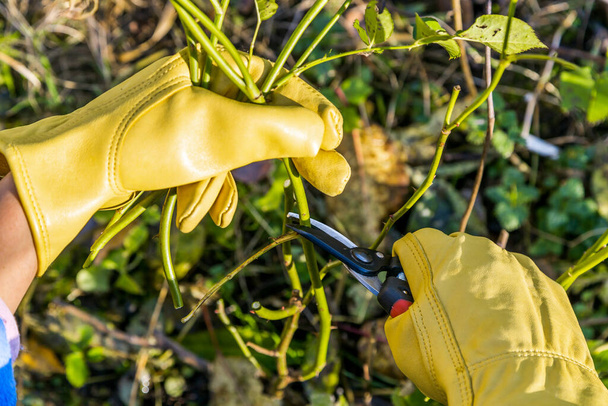 Pruning rose bushes in the fall. The pruner in the hands of the gardener. - Photo, Image