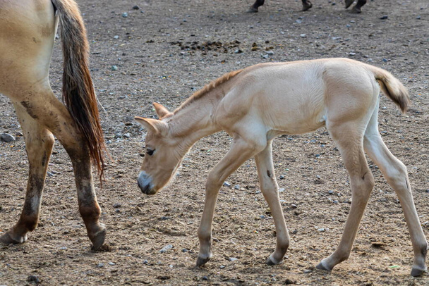 Colt of horse przewalski, Cheval sauvage, Les chevaux de Przewalski sont les seuls parents sauvages de chevaux vivant maintenant. - Photo, image
