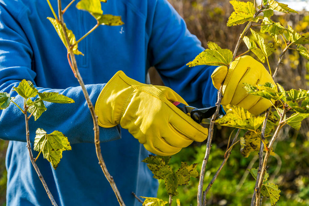 Pruning currant bushes in autumn. The pruner in the hands of the gardener. - Photo, Image