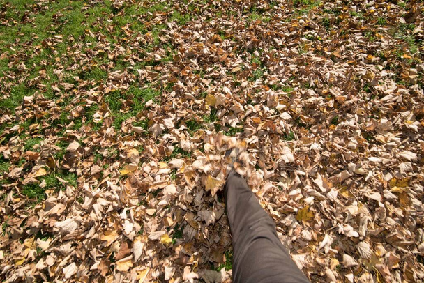 levelek a fák ősszel, őszi lombozat és levél színe - Fotó, kép