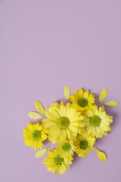 Жовті хризантеми на фіолетовому фоні, простір для тексту
. - Фото, зображення
