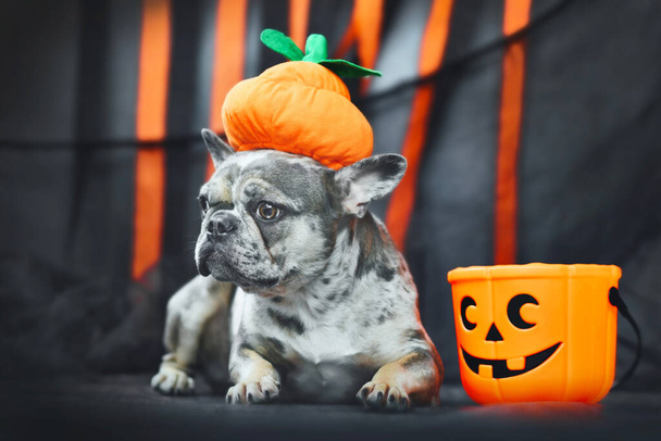 Funny French Bulldog dog wearing Halloween pumpkin costume hat in front of black and orange paper streamers - Fotoğraf, Görsel