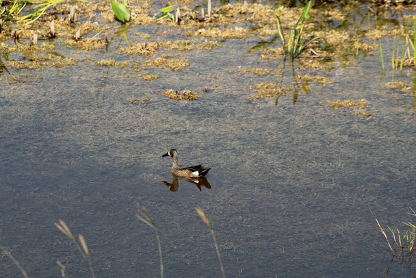 Ducks in the Florida swamp - Photo, Image