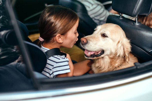 Cute little girl child in a car seat protected by seat belts together with her friend dog labrador going on weekend. Leisure, travel, tourism. - Photo, image