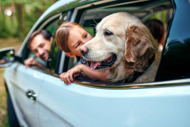 A cute little girl child with her friend dog labrador and parents go to the weekend cheerfully looking out of the car window. Leisure, travel, tourism. - Photo, image
