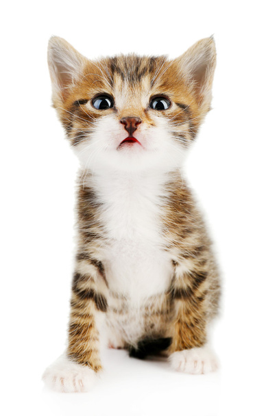Cute little kitten, isolated on white - Fotó, kép