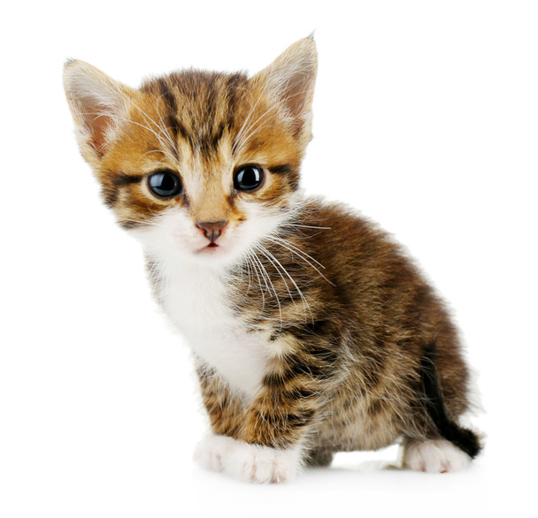 Cute little kitten, isolated on white - Φωτογραφία, εικόνα