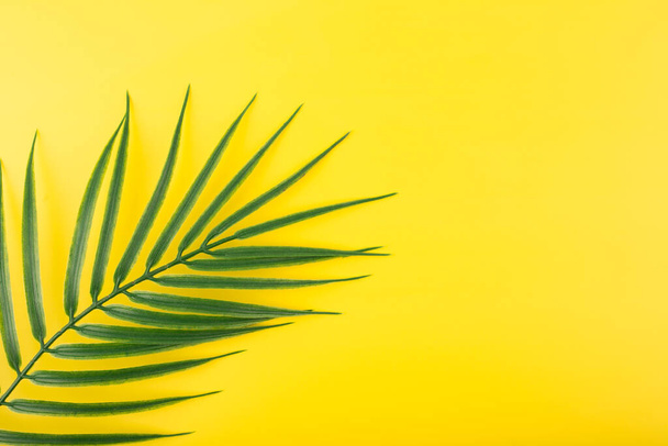 Creative bright yellow background with palm leaf. Flat lay with palm leaf in diagonal on yellow background with space for text. Concept of abstract modern tropical background - Fotó, kép