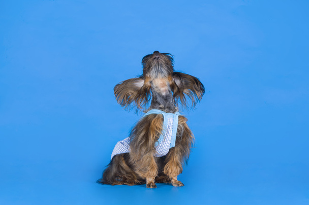 kutya tenyészt petersburg orchidea-kék háttér  - Fotó, kép