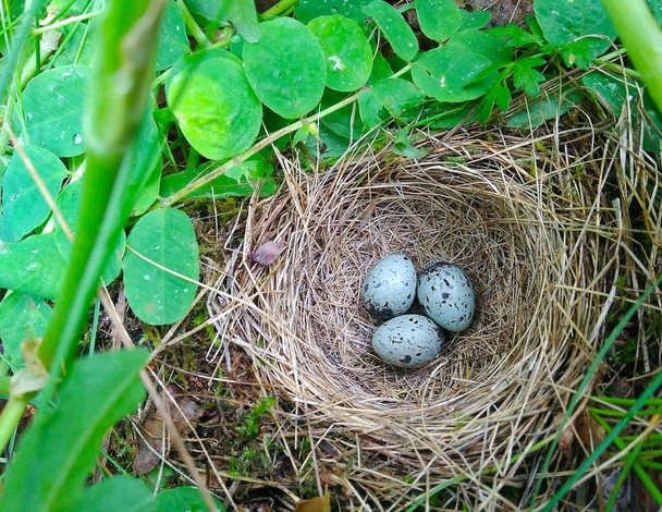Τρία μικρά μπλε αυγά κείτονται στη φωλιά ανάμεσα σε θάμνους πράσινου χόρτου. - Φωτογραφία, εικόνα