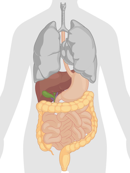 Анатомия человеческого тела - пищеварительная система
 - Вектор,изображение