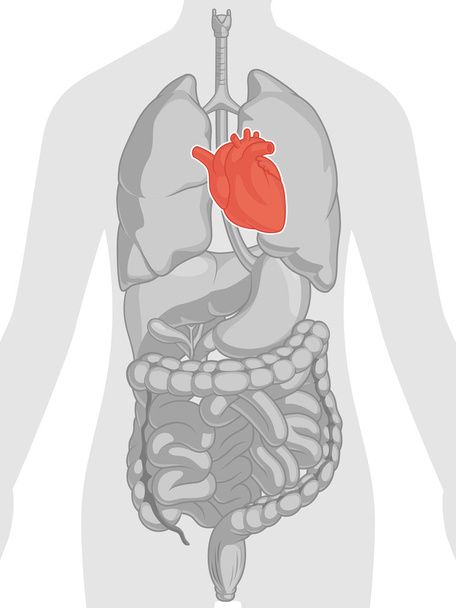 lidské tělo anatomie - srdce - Vektor, obrázek