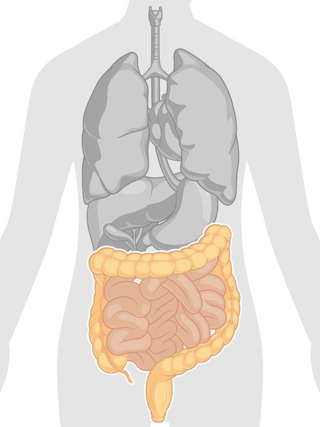 Anatomia do Corpo Humano - Intestinos
 - Vetor, Imagem