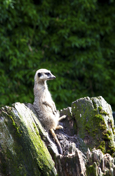 meerkat op zoek op boomstam - Foto, afbeelding