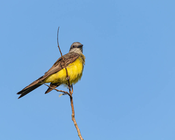 Un pájaro amarillo posado en la parte superior de una rama de árbol - Foto, imagen