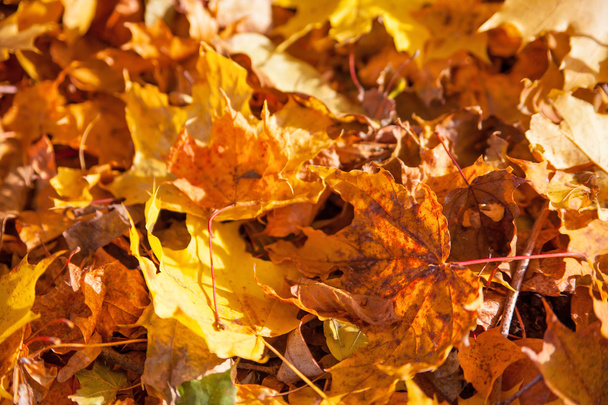 Autumn yellow leaves background - Foto, imagen