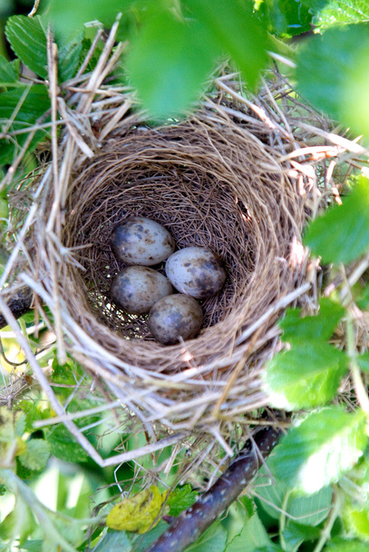 Austerlitz hnízdo s vejci - Φωτογραφία, εικόνα