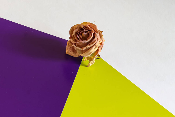Szárított rózsa lila és zöld alapon - Fotó, kép