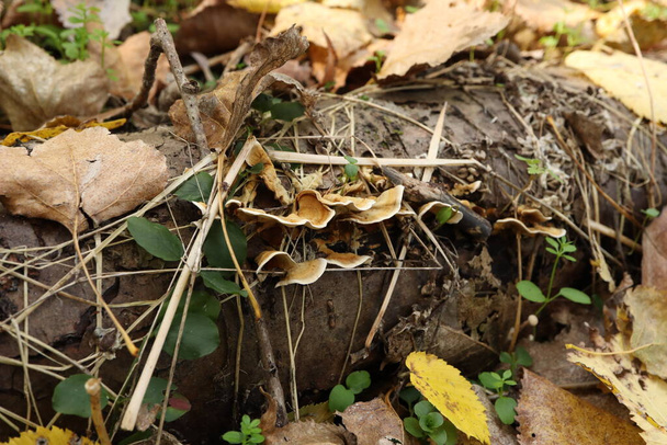 Sienet lähikuvassa, syksyn metsä  - Valokuva, kuva