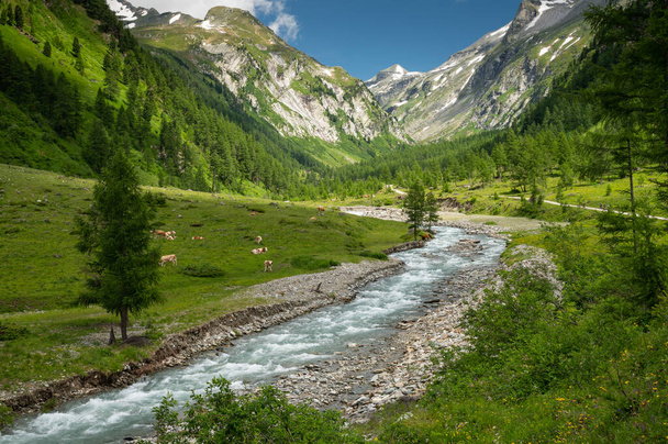 Valley in the Austrian alps in summer on a sunny day, Dorfertal Osttirol Austria - Photo, image