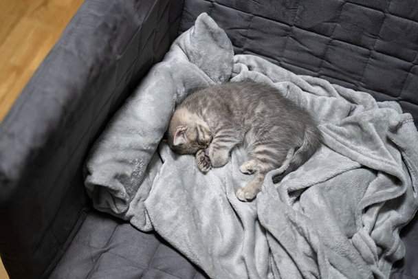 Спящая кошка, идеальный сон. Дитя животного заснуло. Красивая маленькая серая кошка из Шотландской прямой породы сладко спит дома на одеяле. Британская порода новорожденный котенок спит на диване. - Фото, изображение