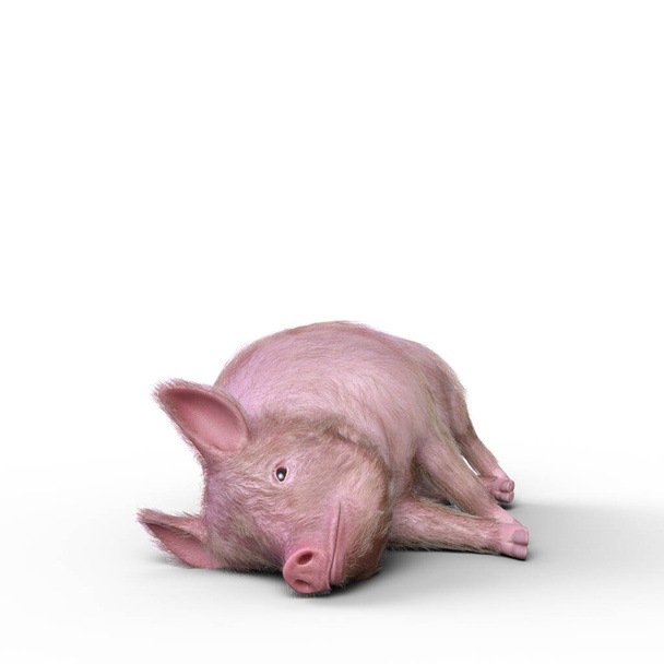Illustrazione 3D di un maiale disteso sul fianco isolato su uno sfondo bianco. - Foto, immagini