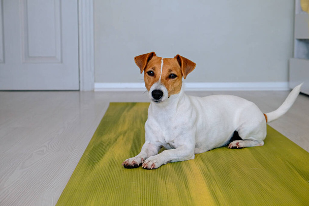 Curious Jack Russell Terrier puppy looking at the camera. Adorable doggy with folded ears lying on the floor at home. Close up, copy space, cozy interior background. - Zdjęcie, obraz