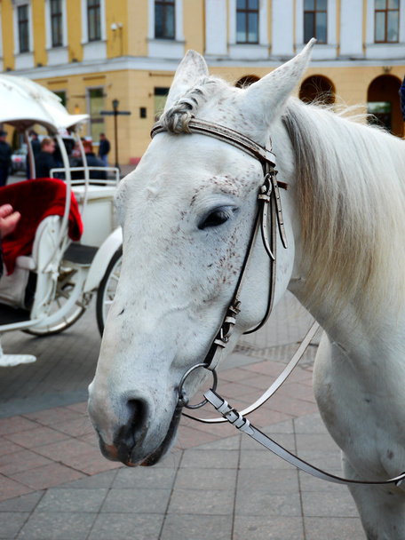 Valkoinen hevonen. pää
 - Valokuva, kuva