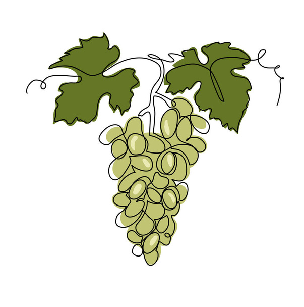racimo de uva verde una sola línea dibujo de arte. Ilustración continua del vector de la vid. Ramo de uva para el diseño de etiquetas de zumo o vino - Vector, Imagen